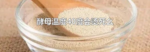 酵母温度40度会烫死么