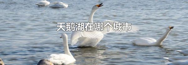 天鹅湖在哪个城市