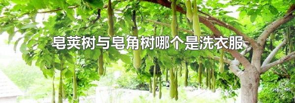 皂荚树与皂角树哪个是洗衣服