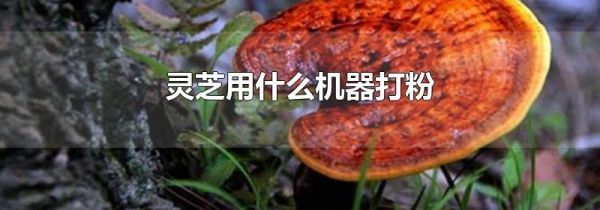 灵芝用什么机器打粉