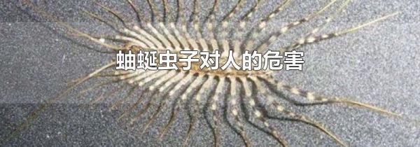 蚰蜒虫子对人的危害