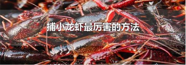 捕小龙虾最厉害的方法