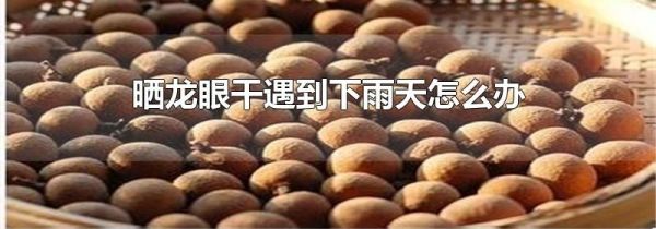 晒龙眼干遇到下雨天怎么办