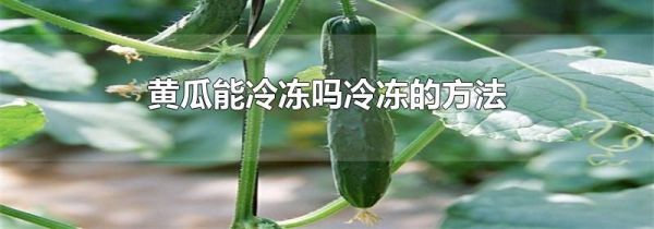 黄瓜能冷冻吗冷冻的方法