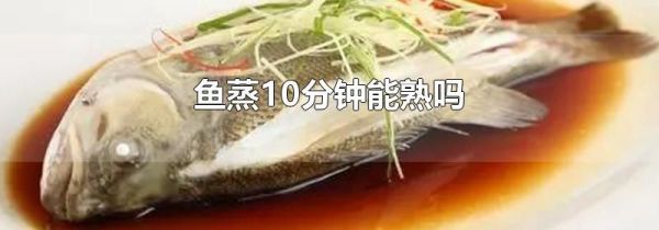 鱼蒸10分钟能熟吗