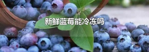 新鲜蓝莓能冷冻吗