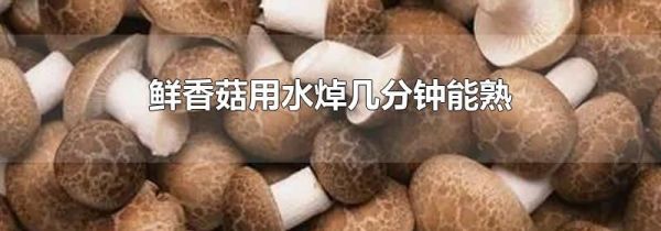 鲜香菇用水焯几分钟能熟