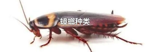 蟑螂种类
