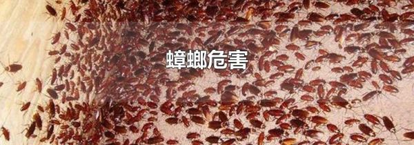 蟑螂危害