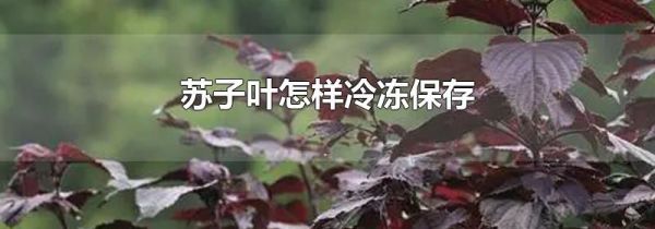 苏子叶怎样冷冻保存