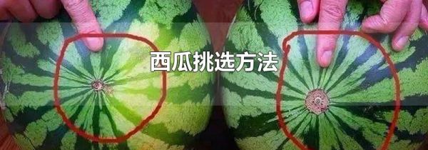 西瓜挑选方法