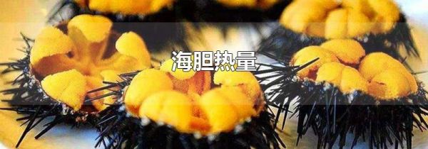 海胆热量
