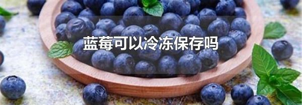 蓝莓可以冷冻保存吗
