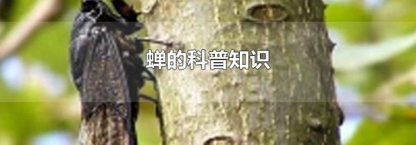 蝉的科普知识