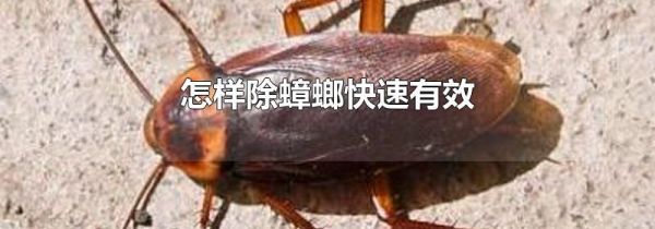 怎样除蟑螂快速有效