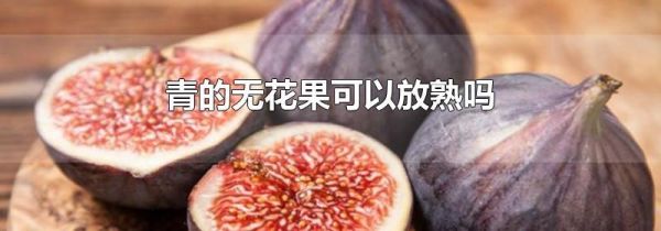青的无花果可以放熟吗