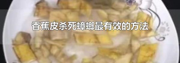 香蕉皮杀死蟑螂最有效的方法