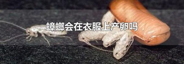 蟑螂会在衣服上产卵吗