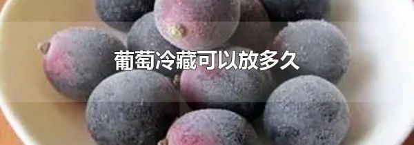 葡萄冷藏可以放多久