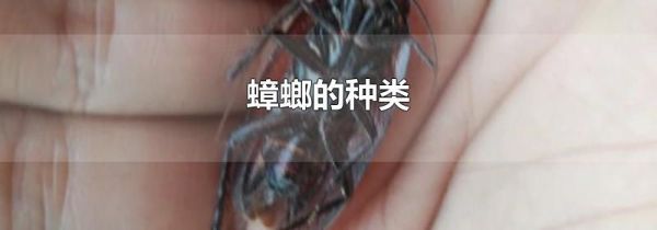 蟑螂的种类