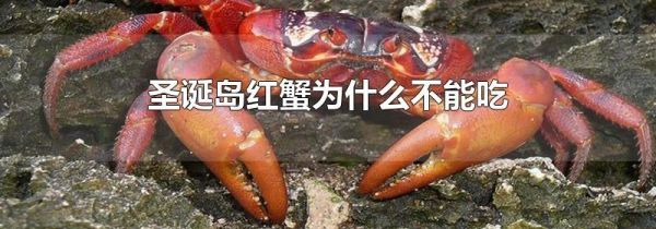 圣诞岛红蟹为什么不能吃