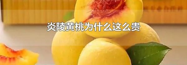 炎陵黄桃为什么这么贵