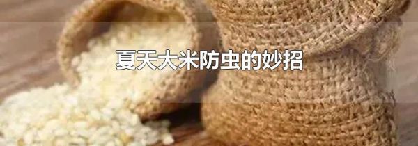 夏天大米防虫的妙招