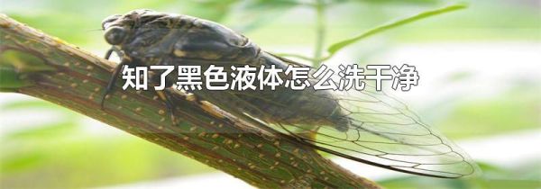 知了黑色液体怎么洗干净