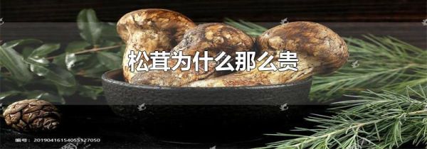 松茸为什么那么贵