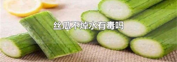 丝瓜不焯水有毒吗