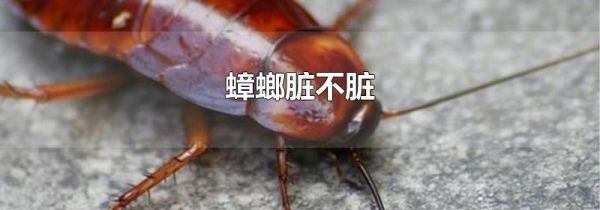 蟑螂脏不脏