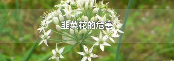 韭菜花的危害