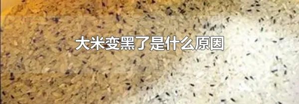 大米变黑了是什么原因