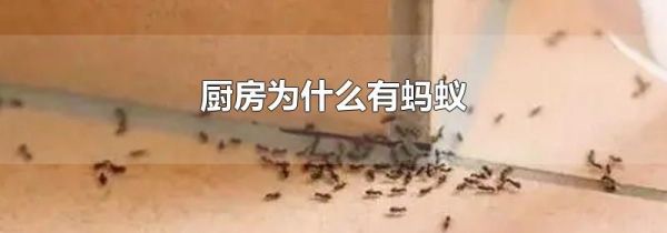 厨房为什么有蚂蚁