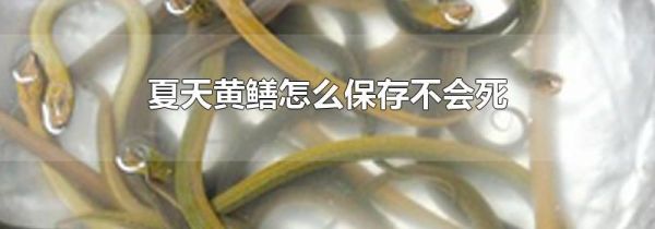 夏天黄鳝怎么保存不会死