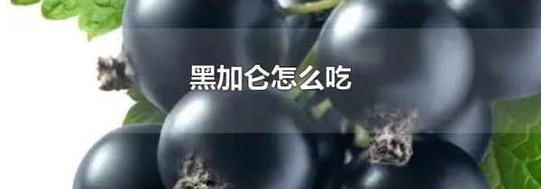 黑加仑怎么吃