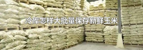 冷库怎样大批量保存新鲜玉米