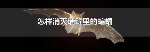 怎样消灭墙缝里的蝙蝠