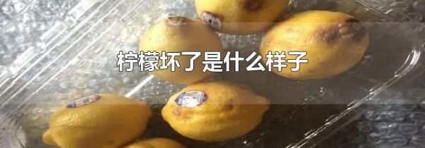 柠檬坏了是什么样子
