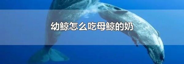 幼鲸怎么吃母鲸的奶