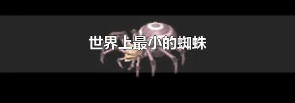 世界上最小的蜘蛛