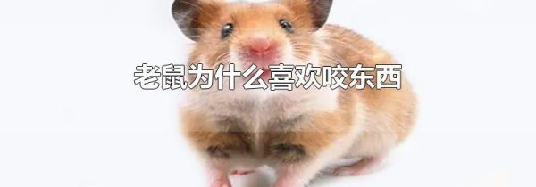 老鼠为什么喜欢咬东西