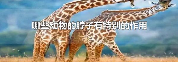 哪些动物的脖子有特别的作用