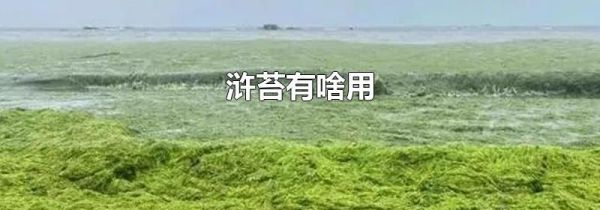 浒苔有啥用