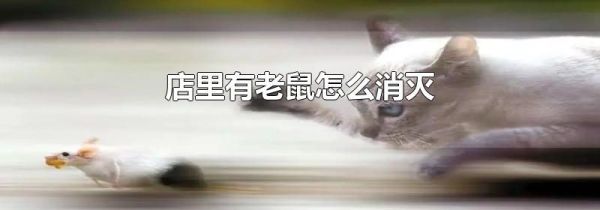 店里有老鼠怎么消灭