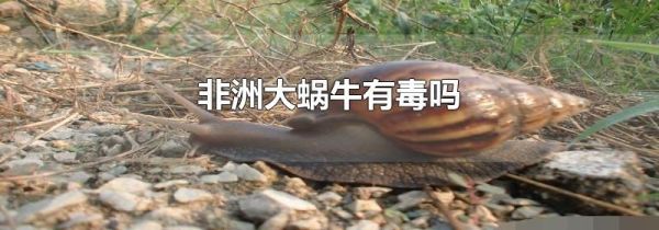 非洲大蜗牛有毒吗