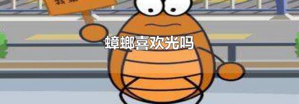 蟑螂喜欢光吗