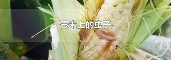 玉米上的虫子