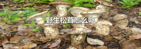 野生松茸怎么吃