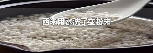 西米用水洗了变粉末